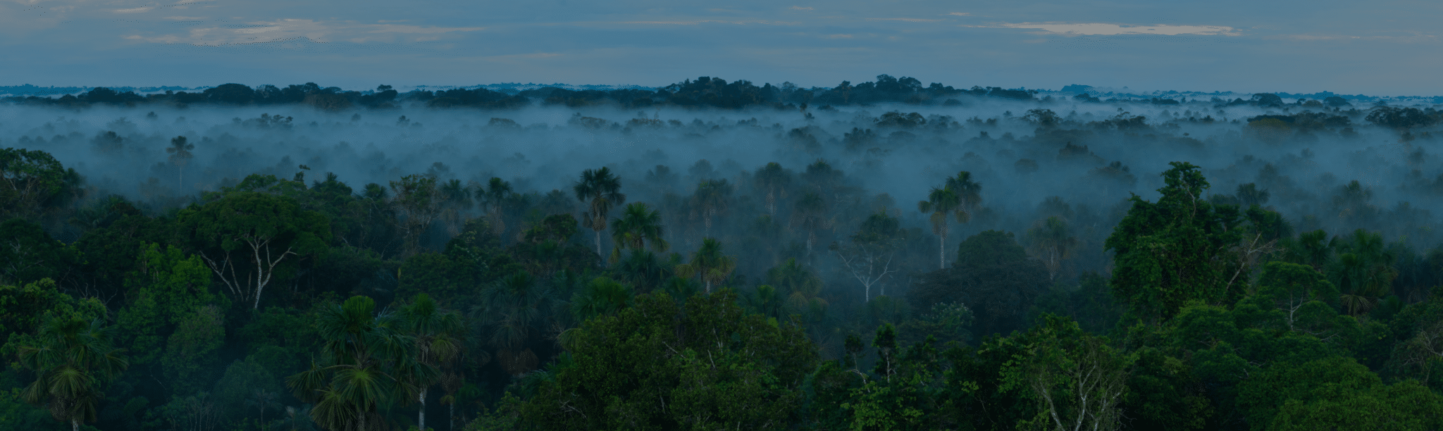 Rainforest